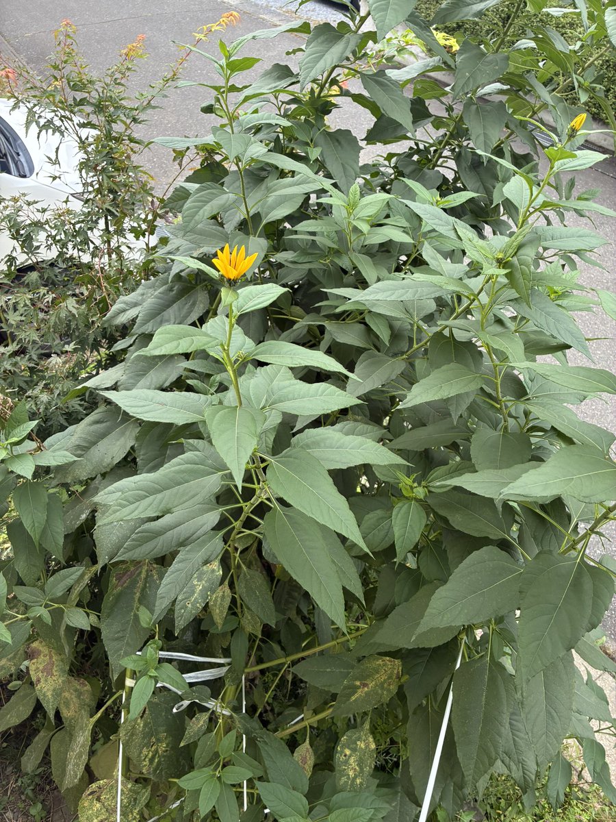 kuni_suzu_830's tweet photo. 初めて菊芋を植えました♪
3メートル位になって倒れそうなのでビニール紐で縛っています。
ひまわり🌻に似ていると思ったら、似たような花が咲きました😸 https://t.co/HVNjNhHEh8