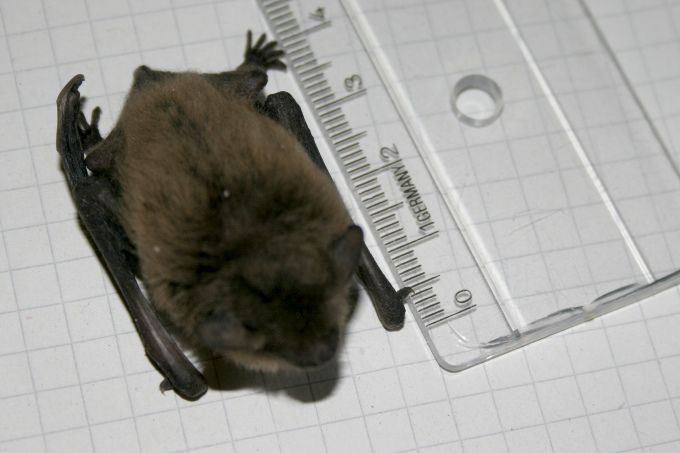 battwting's tweet photo. barely exists https://t.co/uGxEm5YT6s
