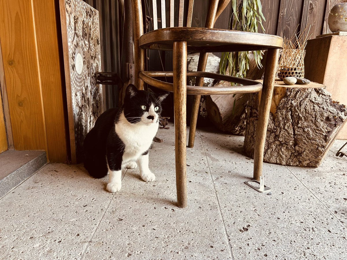 ohigenokazu's tweet photo. おはよう。スカンクノオト通信。ハチとサビがきた、夏をこえたね。 https://t.co/zz3DNP7LNN