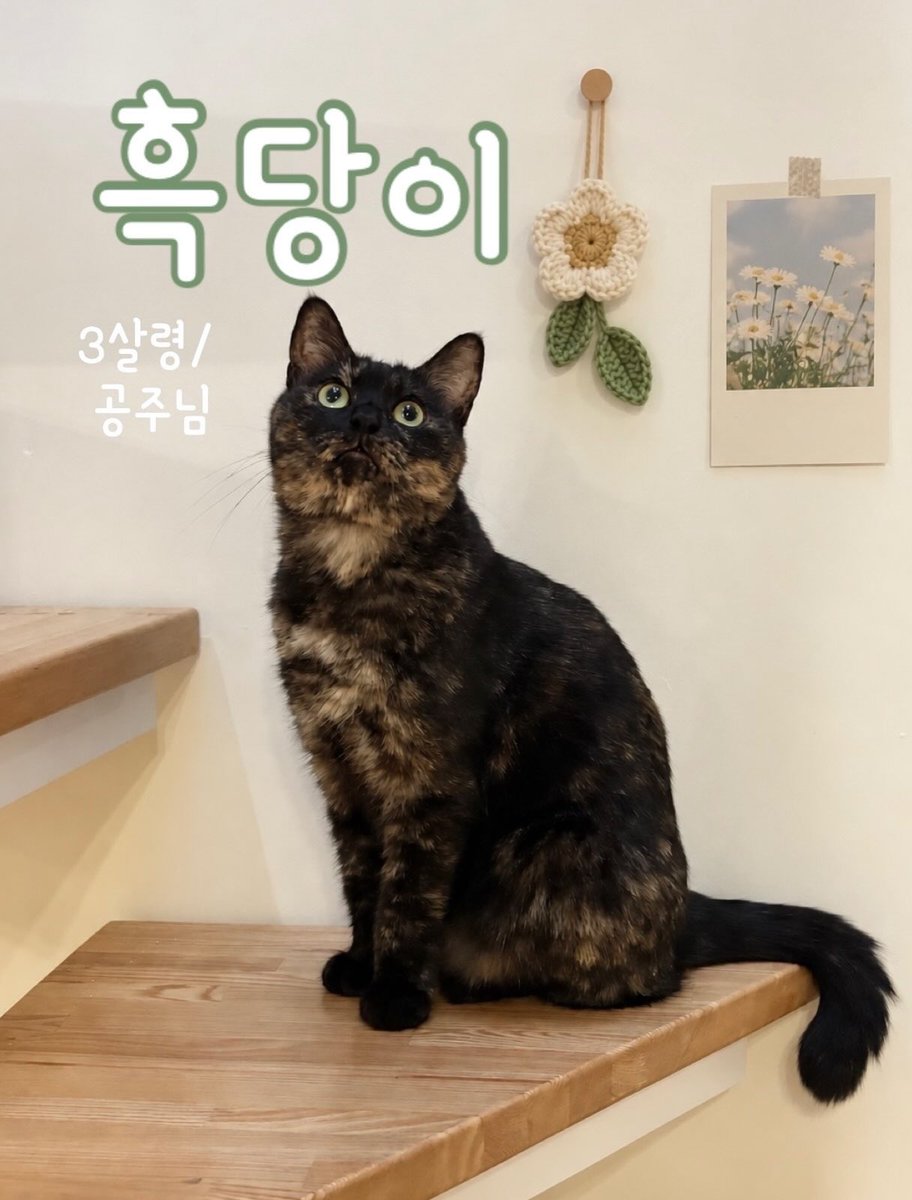 dang_nyangee's tweet photo. 세 발냥 흑당이의 가족을 찾아요🐾

이름: 흑당
성별: 여아
나이: 2-3살 추정

흑당이는 무언가에 묶여 천천히 한쪽 다리를 잃었어요🥹
구조 후에도 무언가 몸이 닿으면 너무 놀라고... 아마 많이 무서웠나 봐요.

이제 시간도 제법 지났고
사람과 함께 살아야 하기에 순화를 진행 중이에요
추르도 잘 받아먹고 가끔 손길도 받��준답니다🪽

워낙 온순한 아이라 친구들과도 잘 어울리는 사교성 만점!
다리는 셋이지만 잘 놀고 잘 뛰고!
일상생활에는 전혀 문제가 없어요😏

게다가 아메숏 믹스라 에메랄드 눈에 검정과 은빛이 조화롭게 섞여 고급지면서도 유니크한 우리 흑당이!

애교스럽고 엉뚱한 면도 많아
집사님의 웃음을 보장합니다🥰

👉흑당이는 현재 쉼터에서 너무나도 잘 지내고 있지만 어쩔 수 없이 먹을 때나 자리를 차지할 때 다른 친구들한테 좀 밀리는 것 같아요🥹
흑당이는 가정 생활이 꼭 필요한 아이에요🙏🏻
(하츠, 스토리 공유, 응원의 댓글은 흑당이에게 큰 힘이 되어요❣️)

https://t.co/ZqIHxie8AE
🖕댕냥하우스 인스타