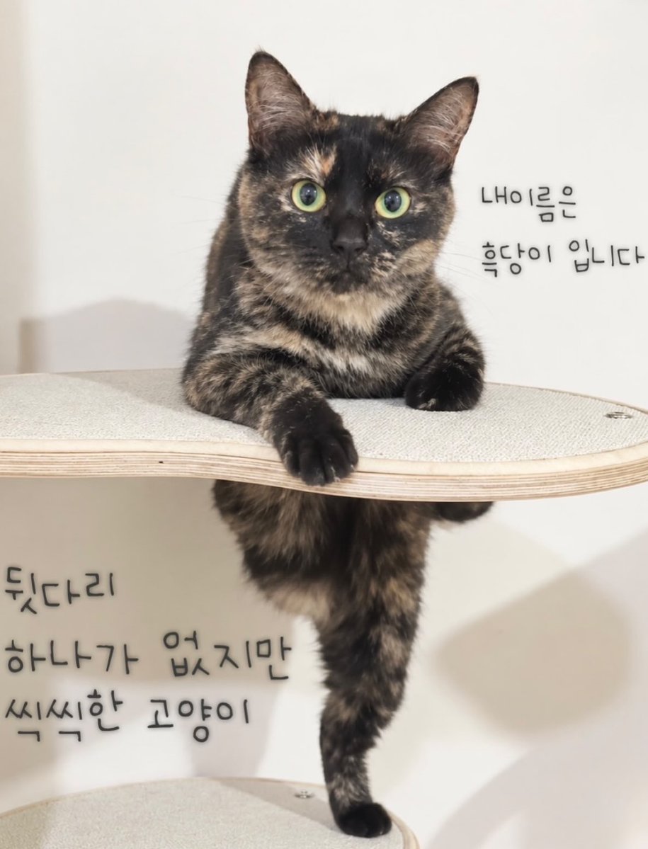 dang_nyangee's tweet photo. 세 발냥 흑당이의 가족을 찾아요🐾

이름: 흑당
성별: 여아
나이: 2-3살 추정

흑당이는 무언가에 묶여 천천히 한쪽 다리를 잃었어요🥹
구조 후에도 무언가 몸이 닿으면 너무 놀라고... 아마 많이 무서웠나 봐요.

이제 시간도 제법 지났고
사람과 함께 살아야 하기에 순화를 진행 중이에요
추르도 잘 받아먹고 가끔 손길도 받��준답니다🪽

워낙 온순한 아이라 친구들과도 잘 어울리는 사교성 만점!
다리는 셋이지만 잘 놀고 잘 뛰고!
일상생활에는 전혀 문제가 없어요😏

게다가 아메숏 믹스라 에메랄드 눈에 검정과 은빛이 조화롭게 섞여 고급지면서도 유니크한 우리 흑당이!

애교스럽고 엉뚱한 면도 많아
집사님의 웃음을 보장합니다🥰

👉흑당이는 현재 쉼터에서 너무나도 잘 지내고 있지만 어쩔 수 없이 먹을 때나 자리를 차지할 때 다른 친구들한테 좀 밀리는 것 같아요🥹
흑당이는 가정 생활이 꼭 필요한 아이에요🙏🏻
(하츠, 스토리 공유, 응원의 댓글은 흑당이에게 큰 힘이 되어요❣️)

https://t.co/ZqIHxie8AE
🖕댕냥하우스 인스타