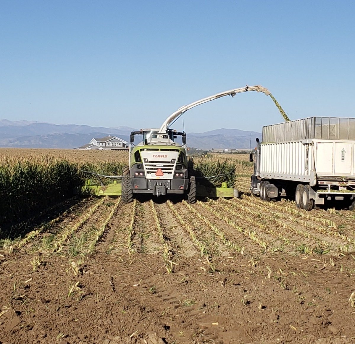 barlazylfarms's tweet photo. @RonFilipkowski I just finished harvest today. Thankfully, I was smart enough to order enough red diesel at $3.22 a gallon to get me through the fall literally 40 hours after Trump started this stupid war because I knew how bad heβd fck it up. Saved around $18,000. #FTrump https://t.co/TrHDhL2H80