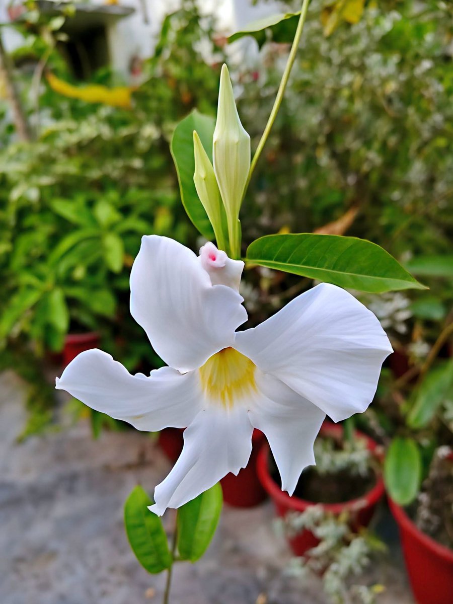 Lexmi2005tpg3's tweet photo. White Mandeville 🌸🌸🌸 is looking so pure and beautiful this Wednesday Morning 
#FlowersOnX https://t.co/WTDIfTloFE