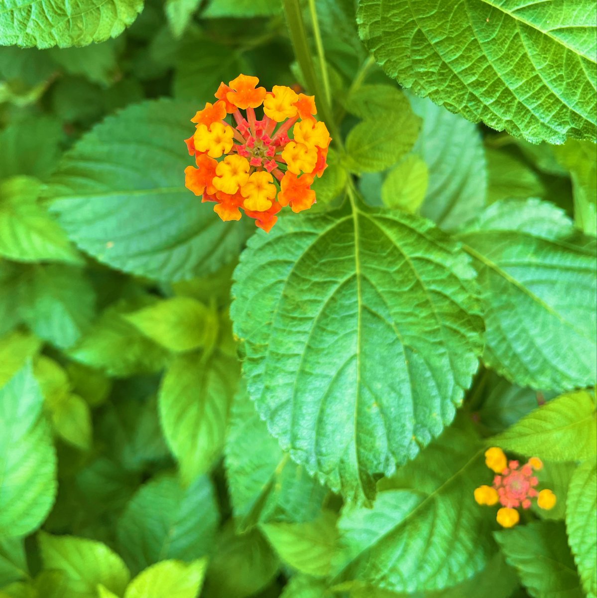 depression1203's tweet photo. 【Survival Confirmation 】2026.9.30 💐
Under the same sky again today,
with someone I don’t know, somewhere on this Earth,
I just want to share the proof that we are still here 🤝 https://t.co/frfoZw1OIM