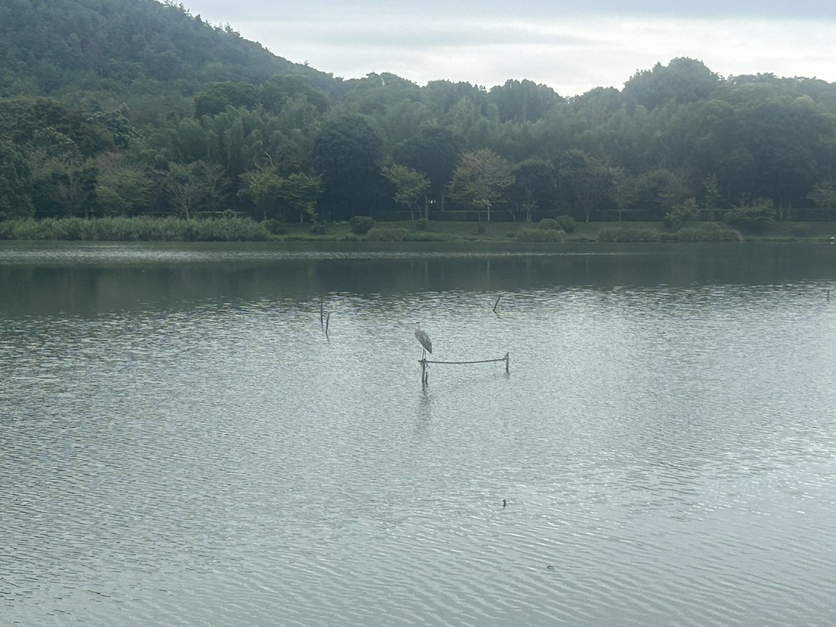 namasukedama's tweet photo. 水鳥の休憩所取り合いと追撃を見た https://t.co/fSZCgOS1vf