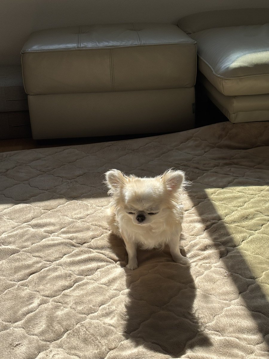 chihuahua_ume's tweet photo. おはよううめちゃん https://t.co/uyiTziQScn