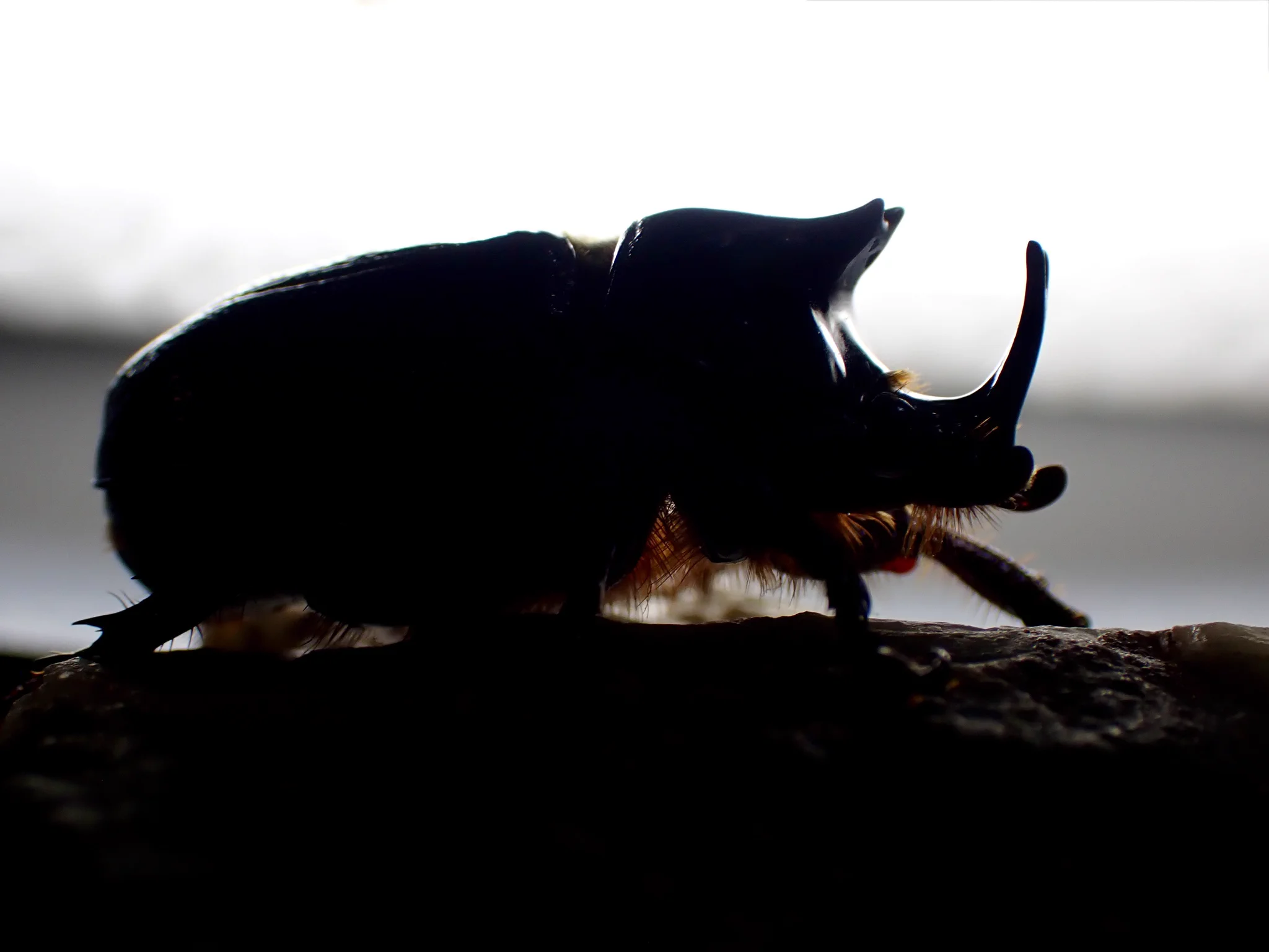 Damaster & Carabus on X: 