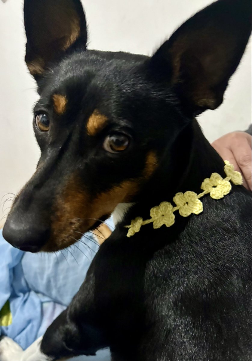 a_arakugaki's tweet photo. 初めての編み物ですわ https://t.co/1FCFOTOOpu
