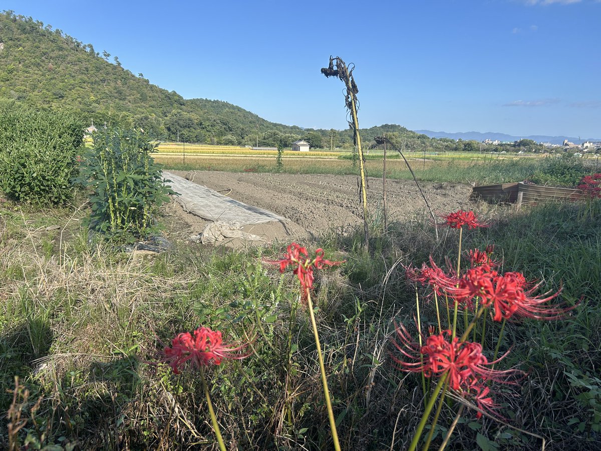 namasukedama's tweet photo. 昨日投稿するつもりで忘れてた近所の彼岸花たち
石塔は「右　廣澤池御室街道◯◯」「右　遍照寺山」「文徳帝陵　東南二十三町」と書かれてます https://t.co/4CHMZNguM8