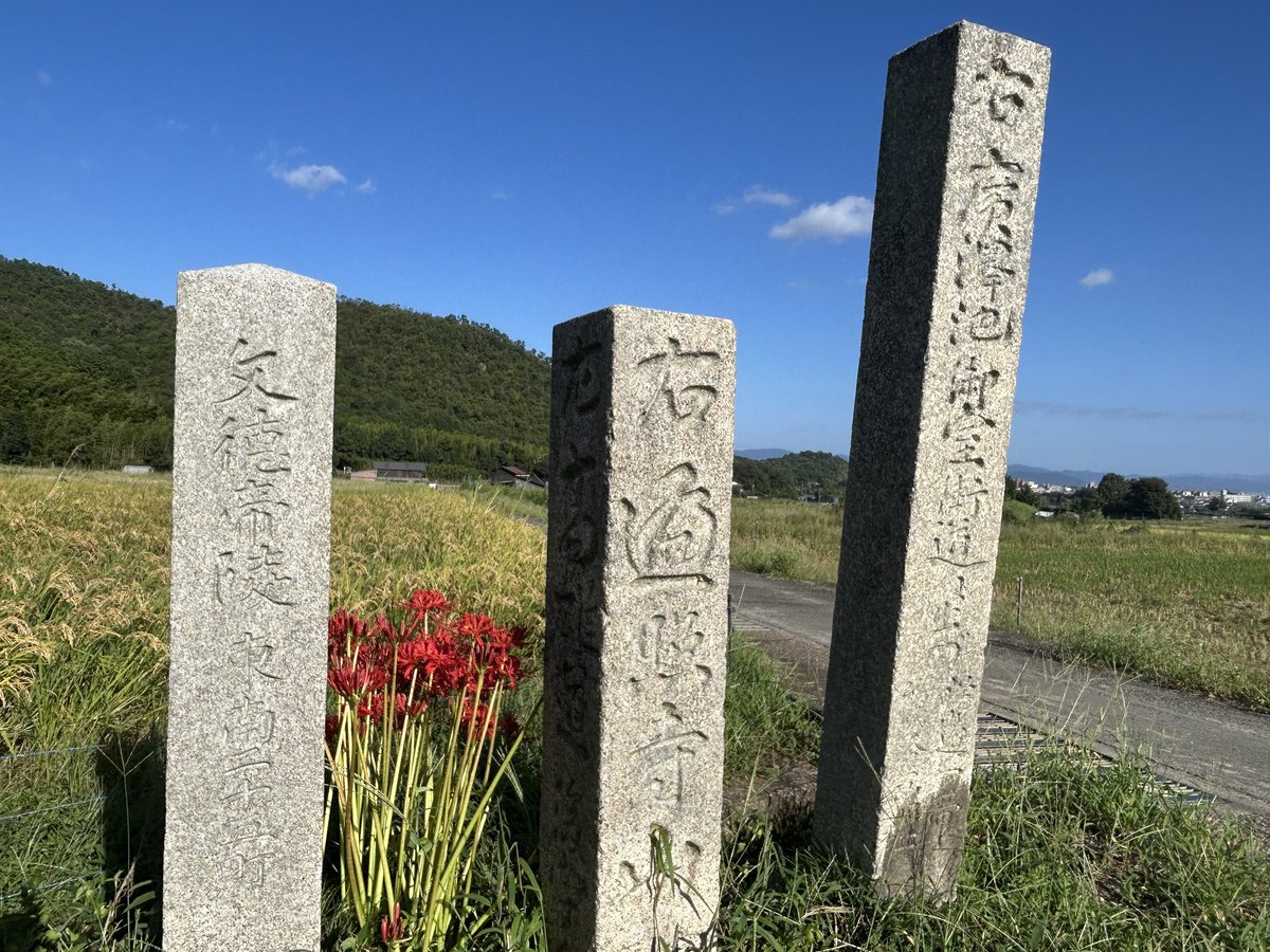 namasukedama's tweet photo. 昨日投稿するつもりで忘れてた近所の彼岸花たち
石塔は「右　廣澤池御室街道◯◯」「右　遍照寺山」「文徳帝陵　東南二十三町」と書かれてます https://t.co/4CHMZNguM8