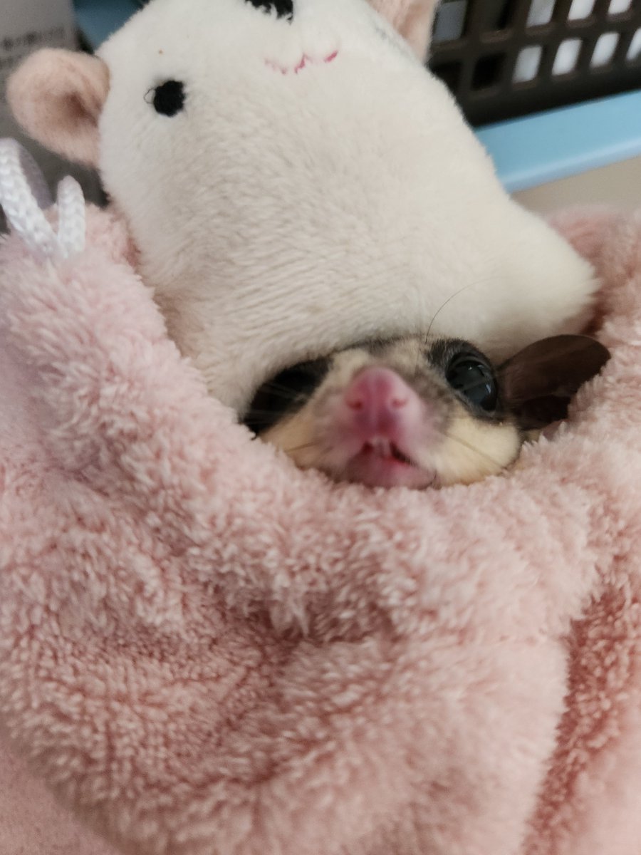 tws_wkn's tweet photo. 昨日1日寝て目覚める度に動画を見て寝落ちして夜もしっかり寝た🤣
昨日一昨日の晩は、部屋に2匹夜行性の動物いていつもなら回し車で走ってるなぁとか動いてるなぁとか思うのに何も聞こえないまま朝になってて動いてたのか心配になったレベルで爆睡してた！

もっと可愛い写真載せあげればいいのに笑 https://t.co/ETvSt7UcL1