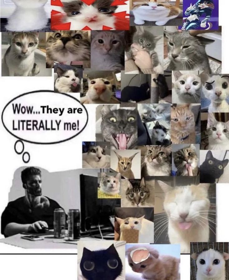 PunchingCat's tweet photo. https://t.co/oloZkNGrlp