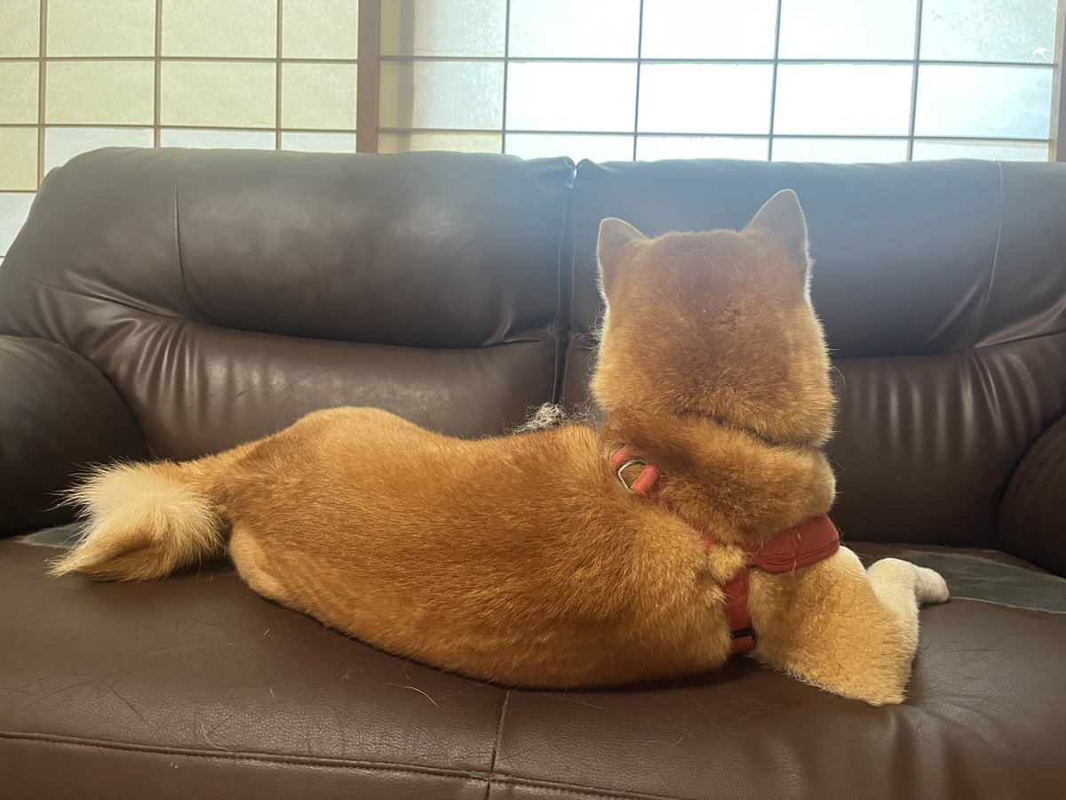 kakeru_17's tweet photo. 連休最終日ってこんな気分ですよね😶

#柴犬 https://t.co/6M3G78QleN