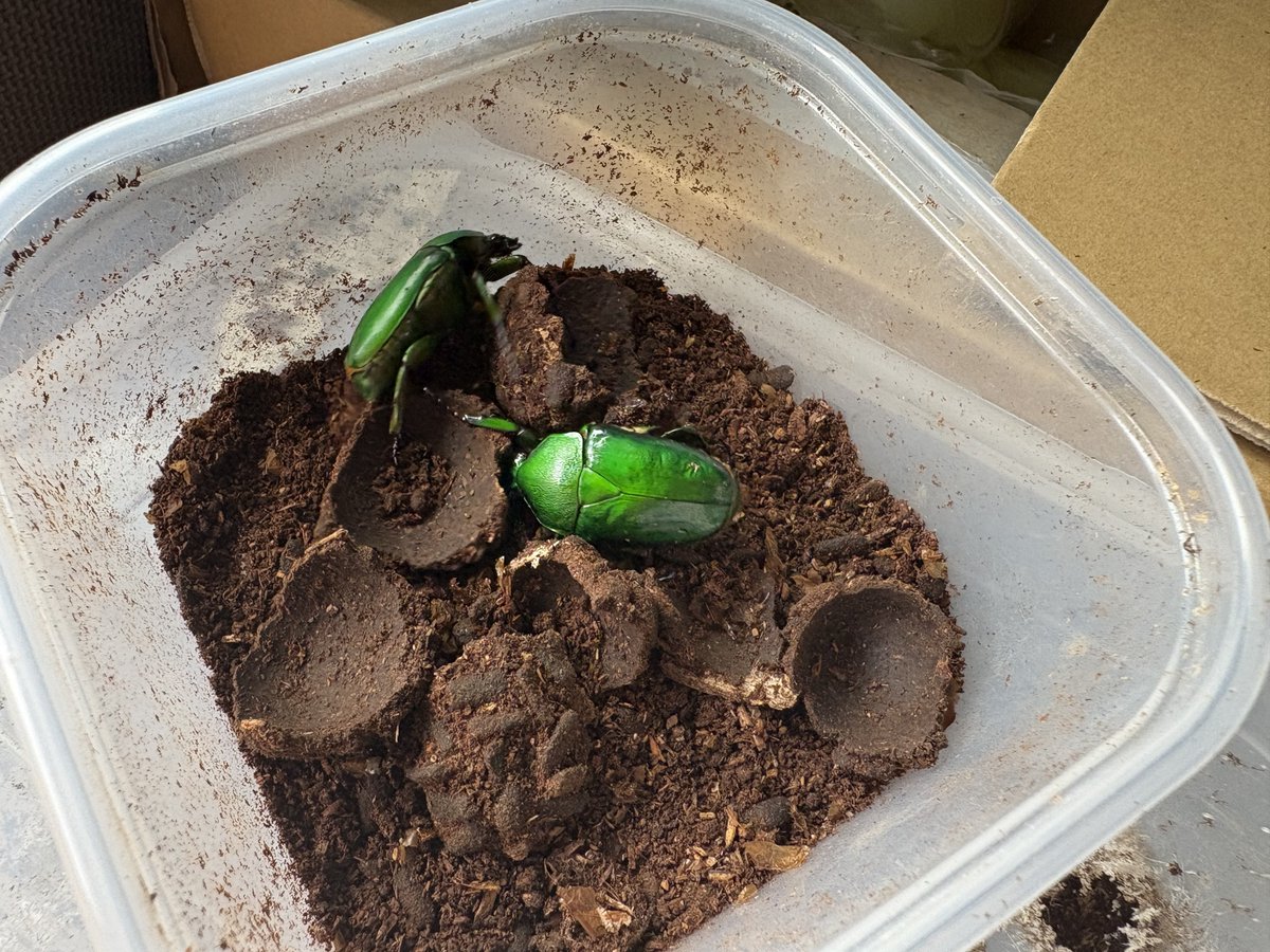 Microbe_Cerf_vo's tweet photo. 私のガバガバ雌雄判別が当たるならこの子達は両方♀です
どうしよう https://t.co/iH5tn3Wmko