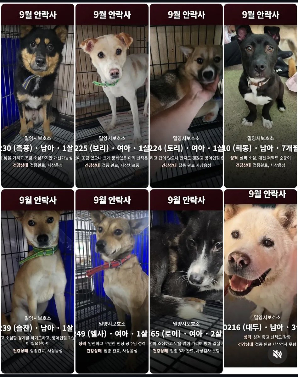 Suwoul_Seoul's tweet photo. 오늘입니다. 공유가 많이 되면 공주처럼 안락사가 연기되어 시간을 벌 수도 있어요.
즐거운 명절에 아이들 간식 한번 더 먹여주는 선물을 주지는 못 할 망정 꼭 이렇게 다 죽여야 할까요. 공유해 주세요. 터치 한번으로 아이들을 살릴 수도 있습니다. 어제는 아홉, 오늘은 다섯 남았습니다. 솔찬 엘사는 형제 같아요. 얼마 남지 않았지만 힘내 봅시다!!!
대통령님 안락사 할 비용으로 지역보호소 크게 지어 입양 갈 수 있게 제대로 된 직원 구해주세요. 지방 시보호소 중에 무분별하게 안락사하는데 안락사 하면 아이당 지급되는 비용으로 나쁜 사람들에게 세금이 이용되어 배를 불리고 있습니다.
그 돈으로 아이들 살리는 데 쓰게 해 주세요.
@Jaemyung_Lee