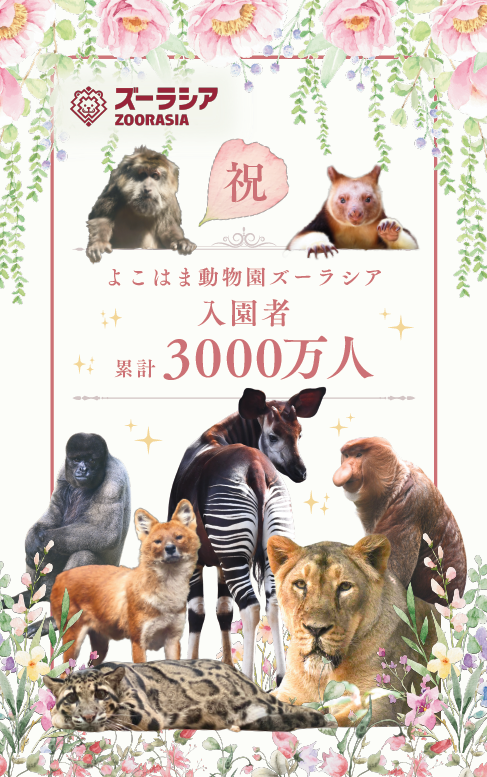 ZOORASIA_office's tweet photo. #累計入園者数3000万人記念ステッカー について、本日分の配布は終了いたしました。
なお、9/30までの開園日、毎朝正門にて先着で配布をしております。みなさまのご来園をお待ちしております💡😄
＃ズーラシア ＃ZOORASIA ＃累計入園者数3000万人 https://t.co/LhKHQhLfGX