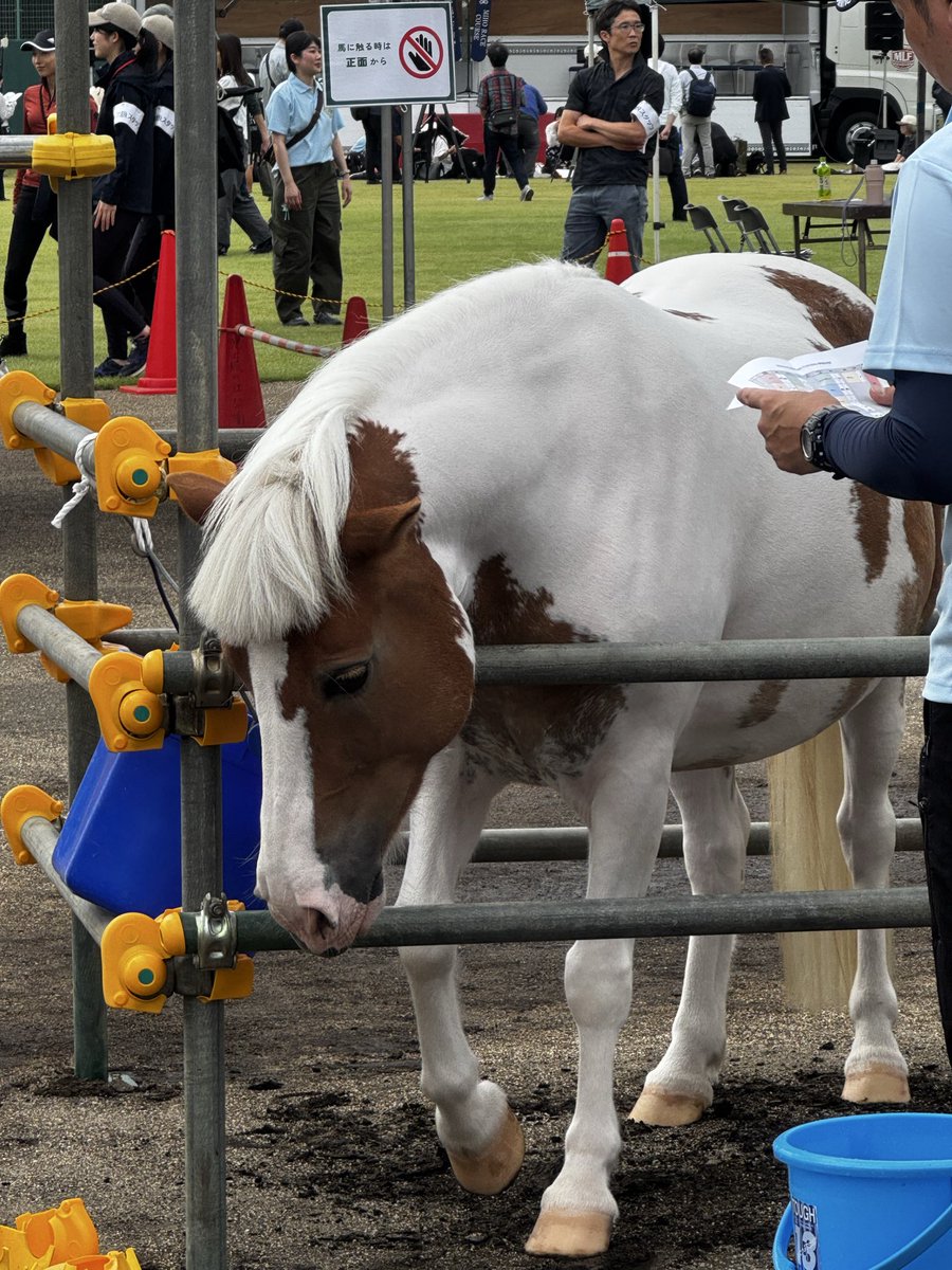 kodiwo's tweet photo. #美浦村UMAフェスタ 
東京競馬場からも来てるね https://t.co/w4woMLNv8f