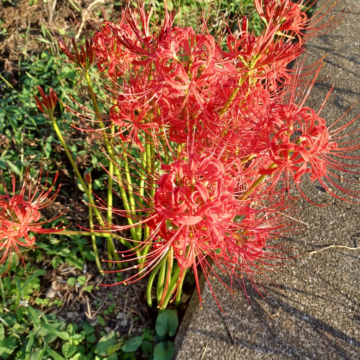 yuichi39i's tweet photo. 彼岸花があちらこちらに
 #彼岸花
 #風景 https://t.co/AD9YTVwdhL
