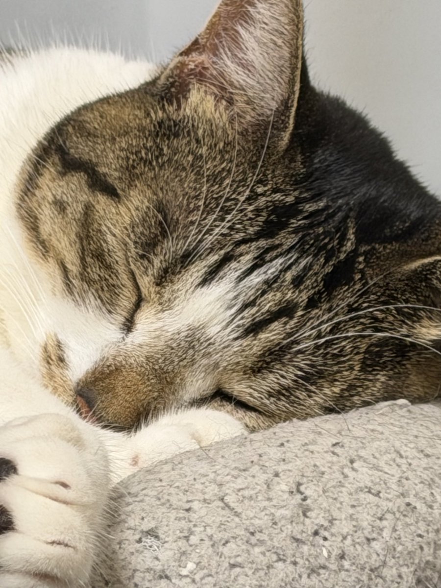 neko_neko_q_q's tweet photo. シルバーウィーク最終日😭 https://t.co/wfnqFbZ1JH