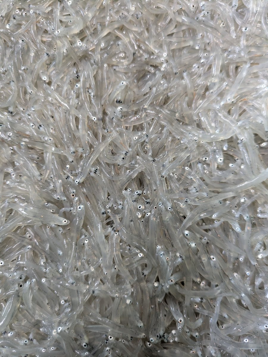 kitamurasuisan's tweet photo. おはようございます、生憎の雨ですがシラス🐟は無事取れましたのでお知らせ- ̗̀📣
干せないので即冷凍です🥶
生しらす️️️⭕️釜揚げしらす️️⭕️
本日もよろしくお願いします
#湘南 #しらす #生しらす #釜あげしらす #北村水産 #茅ヶ崎市 https://t.co/LImBh5mTqA