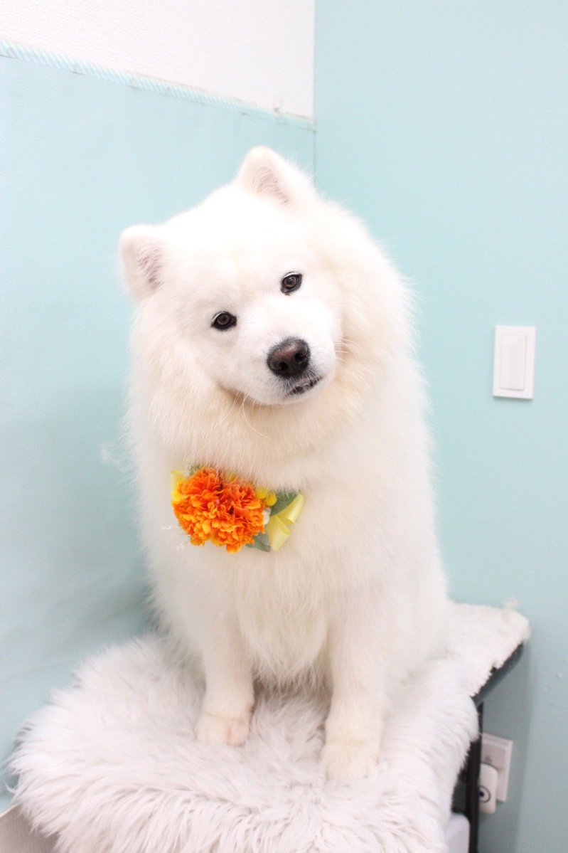 wenninglove's tweet photo. 失踪してから1日が経ちました。
リトルワールド付近、少しの情報でも構いません。どうか見つけたらご連絡下さい。
#迷子　#迷子犬　#リトルワールド https://t.co/Ir7afpN0gy