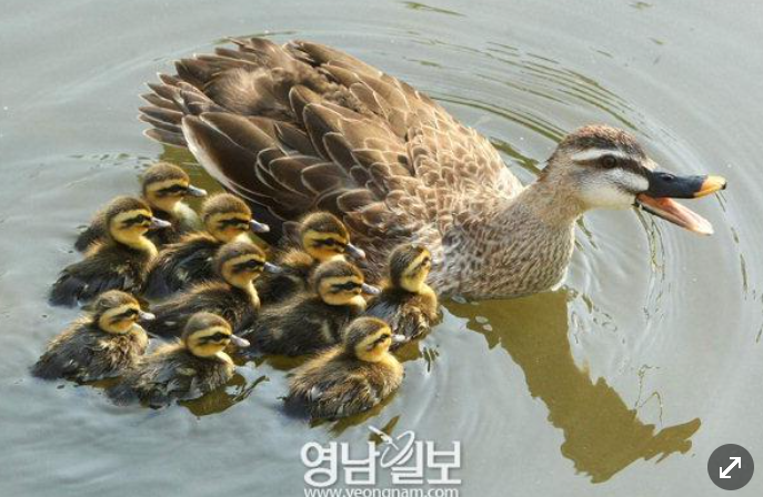 big_gomi's tweet photo. 아 칭구가 흰뺨검둥오리 아기보고 츄파츕스 초코바나나라고 하는거 개웃기네진심 https://t.co/87UXOY0RpD