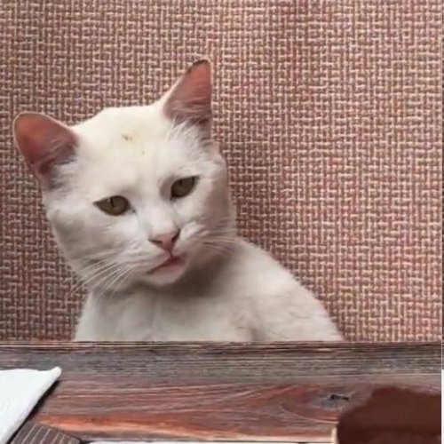 catcoder_ tweet picture