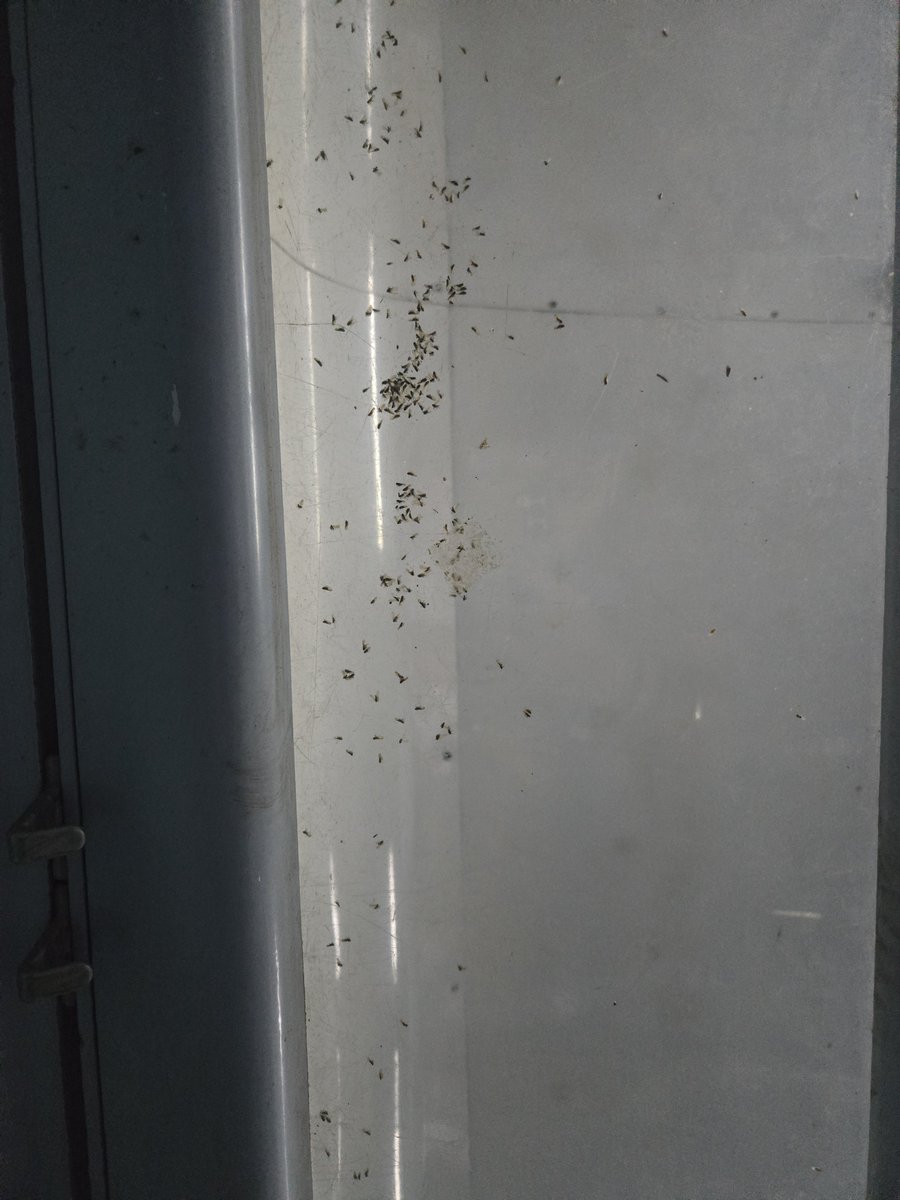 aakashtarkar's tweet photo. Very poor hygiene condition, insects in the luggage rack and broken seat tray... Traveling after a long time in a non AC compartment, didn't thought it would be this bad. Kindly look into this matter.
Train: Agra Lucknow intercity D6
@RailMinIndia @RailwaySeva @AshwiniVaishnaw https://t.co/E8yj2U5Egm
