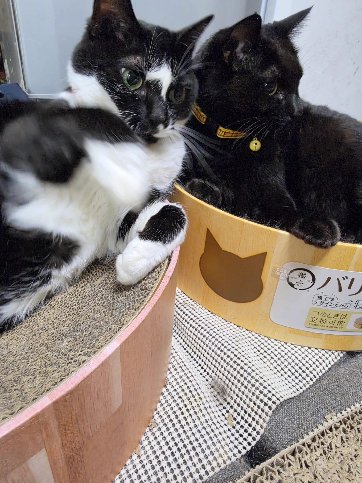 ねこぴ様 ネコ5 on X: 