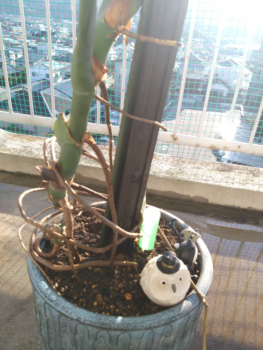 aoiaoi0084's tweet photo. 水やりついでに
初代モンステラさん
仕立て直してみた！

いい感じ！

#観葉植物
＃モンステラ https://t.co/MTzVENl8DL