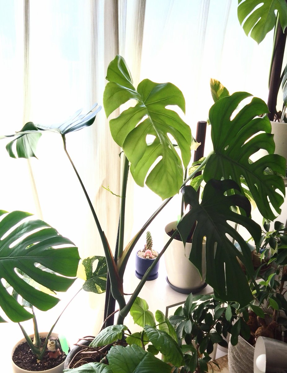 aoiaoi0084's tweet photo. 水やりついでに
初代モンステラさん
仕立て直してみた！

いい感じ！

#観葉植物
＃モンステラ https://t.co/MTzVENl8DL