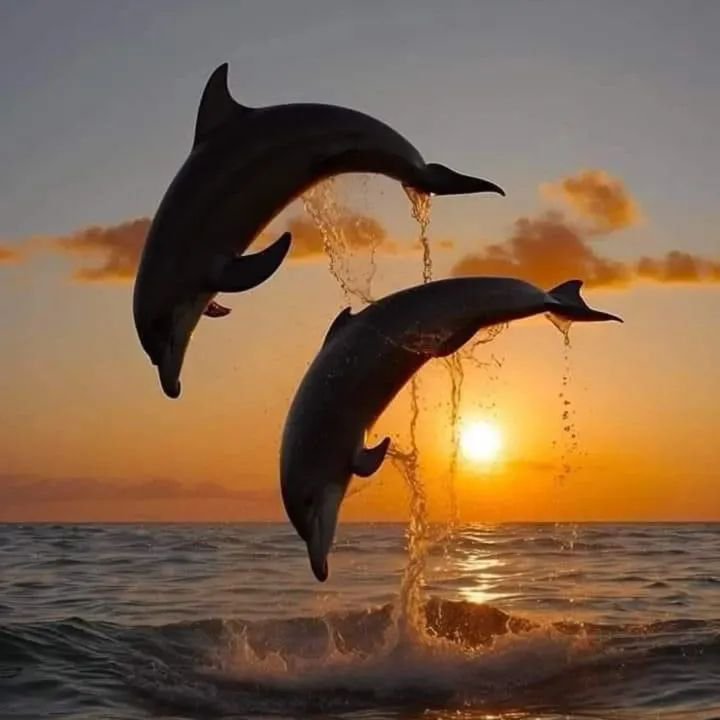 bluedolphin444's tweet photo. My new handle name is now @bluedolphin444 I'll find my way back to you eventually. Have a restful night. Janice 🩷✨ https://t.co/NOt0SFgjes