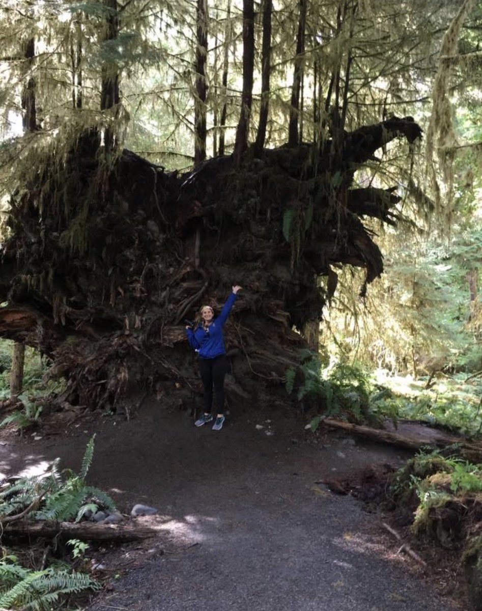 Calico_Reese's tweet photo. Pacific NW trip 2017 Tree of life, Yaquina lighthouse (aka the ring) Olympic NP, and a spooky bridge shot along pacific coast highway https://t.co/4tUGpUof9P
