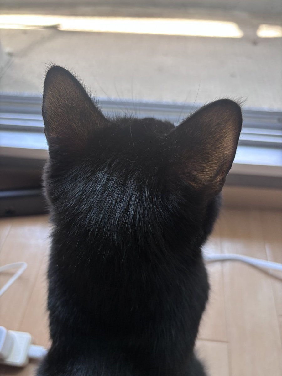 04nyanyanagi20's tweet photo. 舐めるように後頭部を撮ったので
猫の後頭部好きの方は是非。

#黒猫 #猫のいる生活
#cat https://t.co/REjiEr4hFj