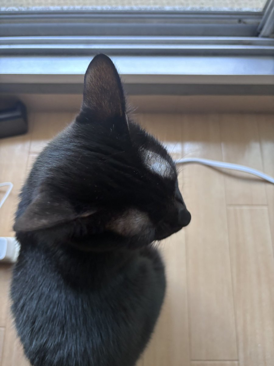 04nyanyanagi20's tweet photo. 舐めるように後頭部を撮ったので
猫の後頭部好きの方は是非。

#黒猫 #猫のいる生活
#cat https://t.co/REjiEr4hFj