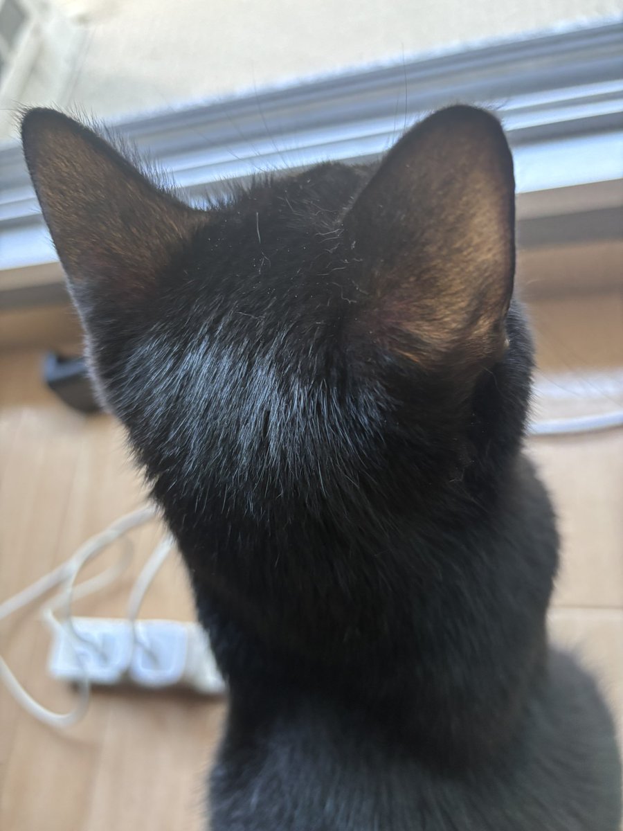 04nyanyanagi20's tweet photo. 舐めるように後頭部を撮ったので
猫の後頭部好きの方は是非。

#黒猫 #猫のいる生活
#cat https://t.co/REjiEr4hFj