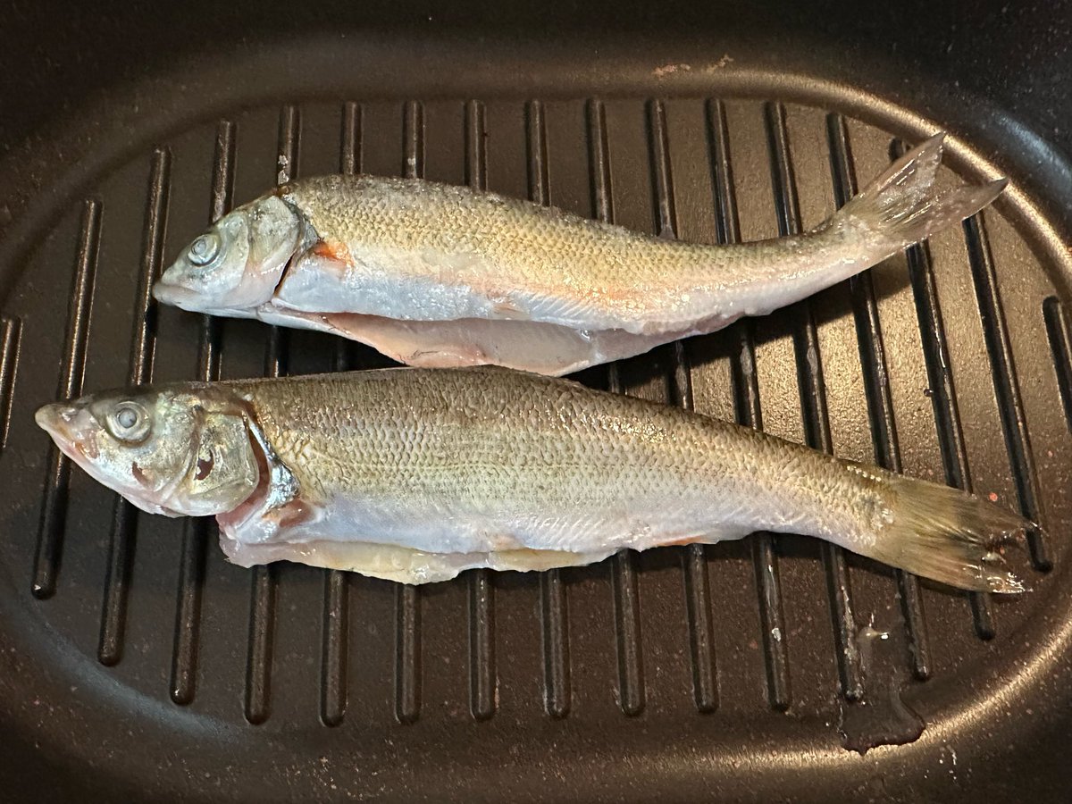 kusyama2525's tweet photo. 渡良瀬で釣れたウグイ塩焼きにした
めちゃくちゃ美味い！！ https://t.co/7kedSKFh73