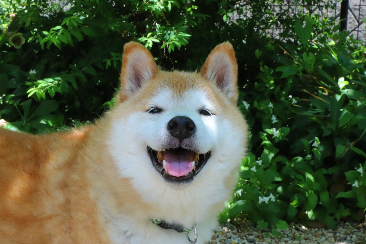 tetsu_shiba's tweet photo. どの過去の写真を見ても、
いつでも新鮮にえっ…かわいい…となる。 https://t.co/ZM6Gz52ALA