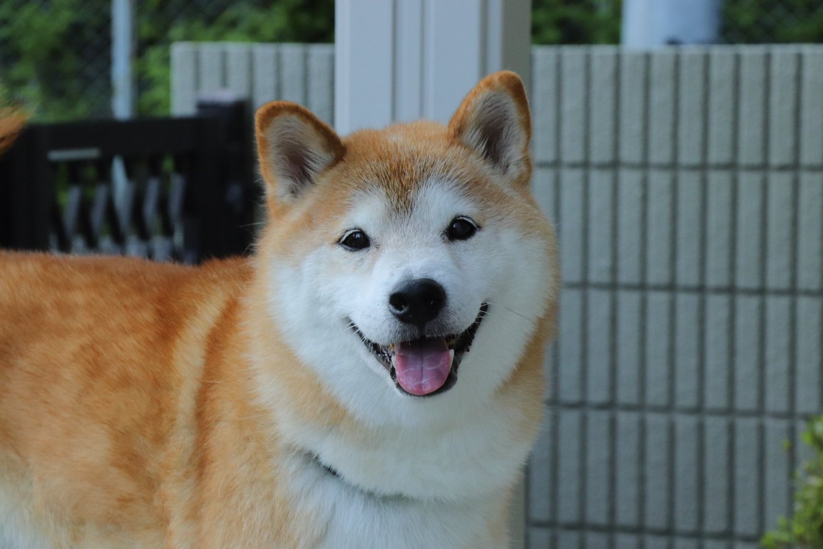tetsu_shiba's tweet photo. どの過去の写真を見ても、
いつでも新鮮にえっ…かわいい…となる。 https://t.co/ZM6Gz52ALA