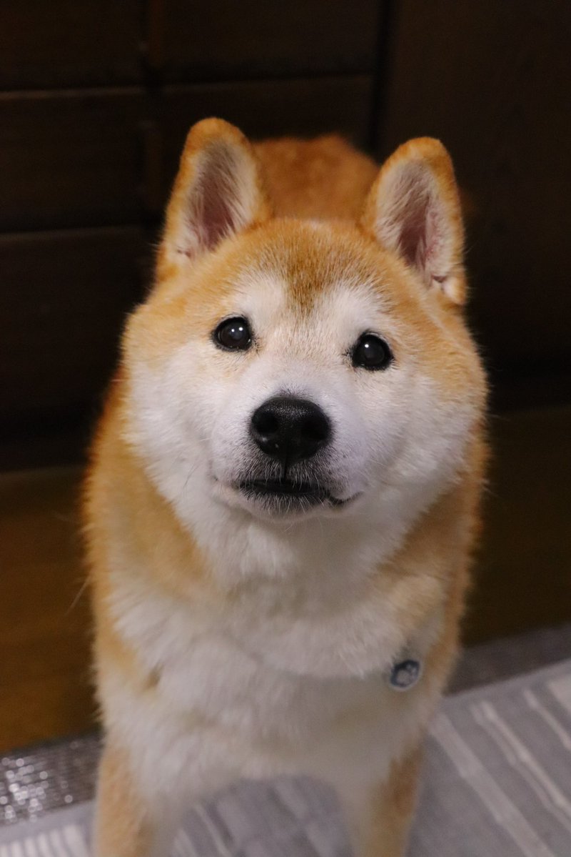 tetsu_shiba's tweet photo. どの過去の写真を見ても、
いつでも新鮮にえっ…かわいい…となる。 https://t.co/ZM6Gz52ALA