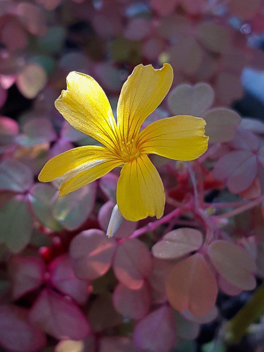 LotteTruelsen's tweet photo. Oxalis Crazy Plum 🫶 
Three plants saved from the bin at the local gardencenter 🤞💛 https://t.co/AUe9PXddpB