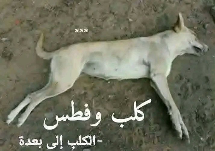 khalid73759's tweet photo. @AmeerAljunaid جهنم وبئس المصير ياعيال الحرام يامتوردين يازنابيل مسيره الدعاره والدشره عيال المتعه شيعه شوارع https://t.co/4614gyXy6h