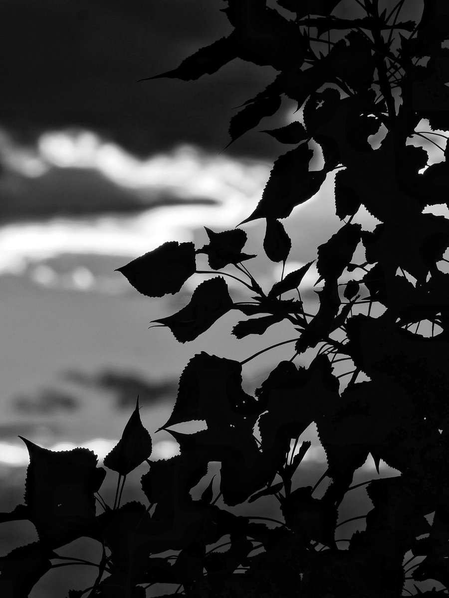 JosephMorgcx8's tweet photo. LIistened to: classical'm weirdly nervous about it, and I'm not even presenting or defending anything. https://t.co/BpNKBjdGcA