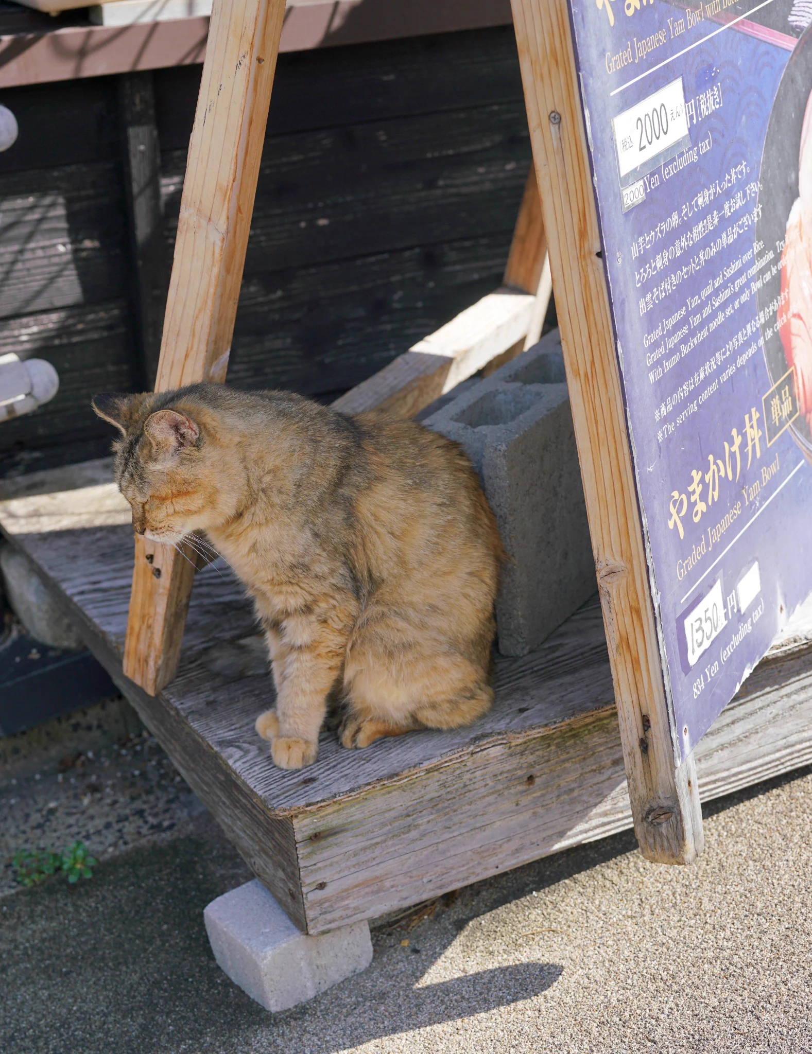 JAXX0053🎧 в X: „看板の重しみたいな猫🐈“ / X