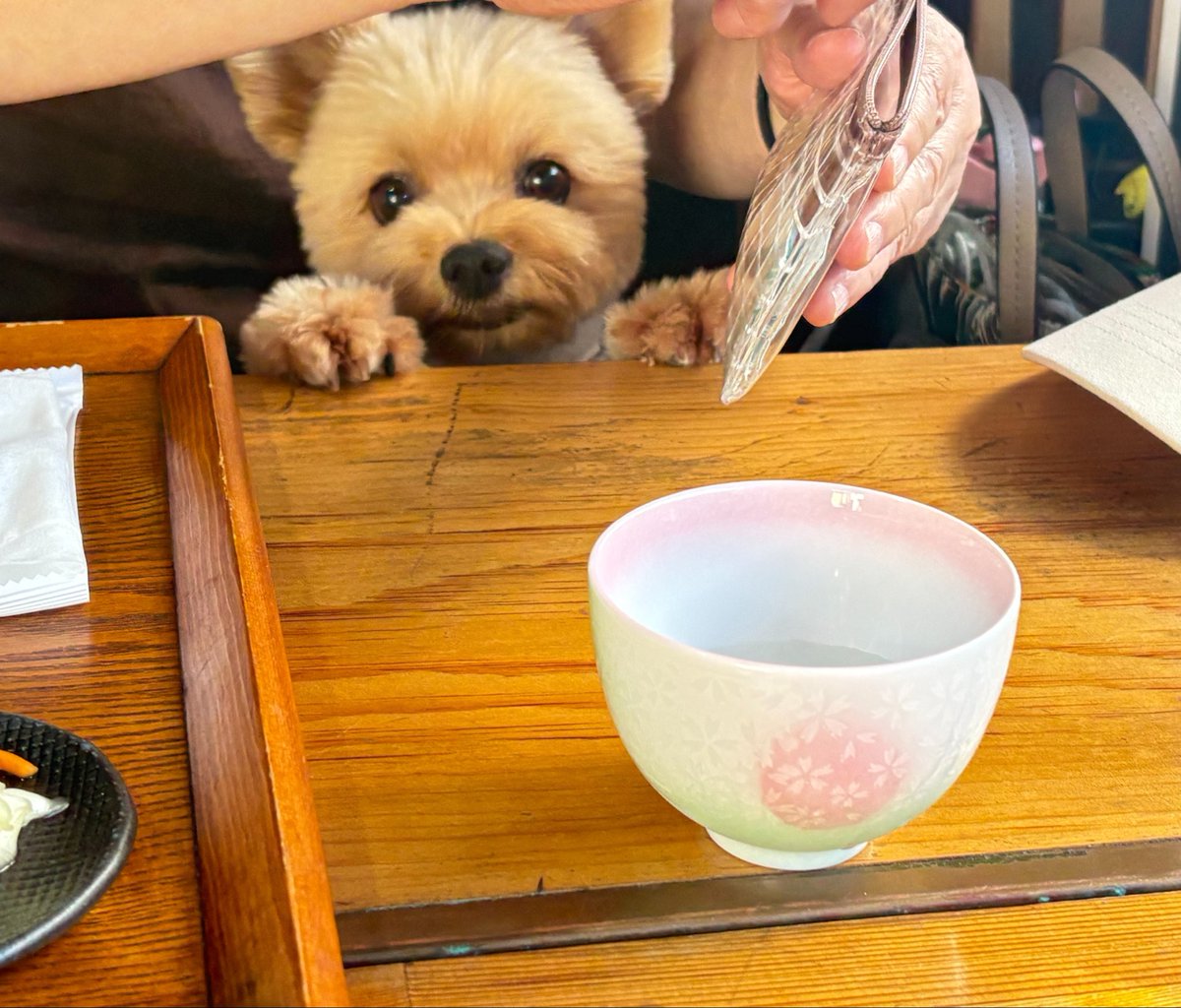 cuuchan_pomeki's tweet photo. 家族旅行🐶 https://t.co/Bzuz1BfUgz
