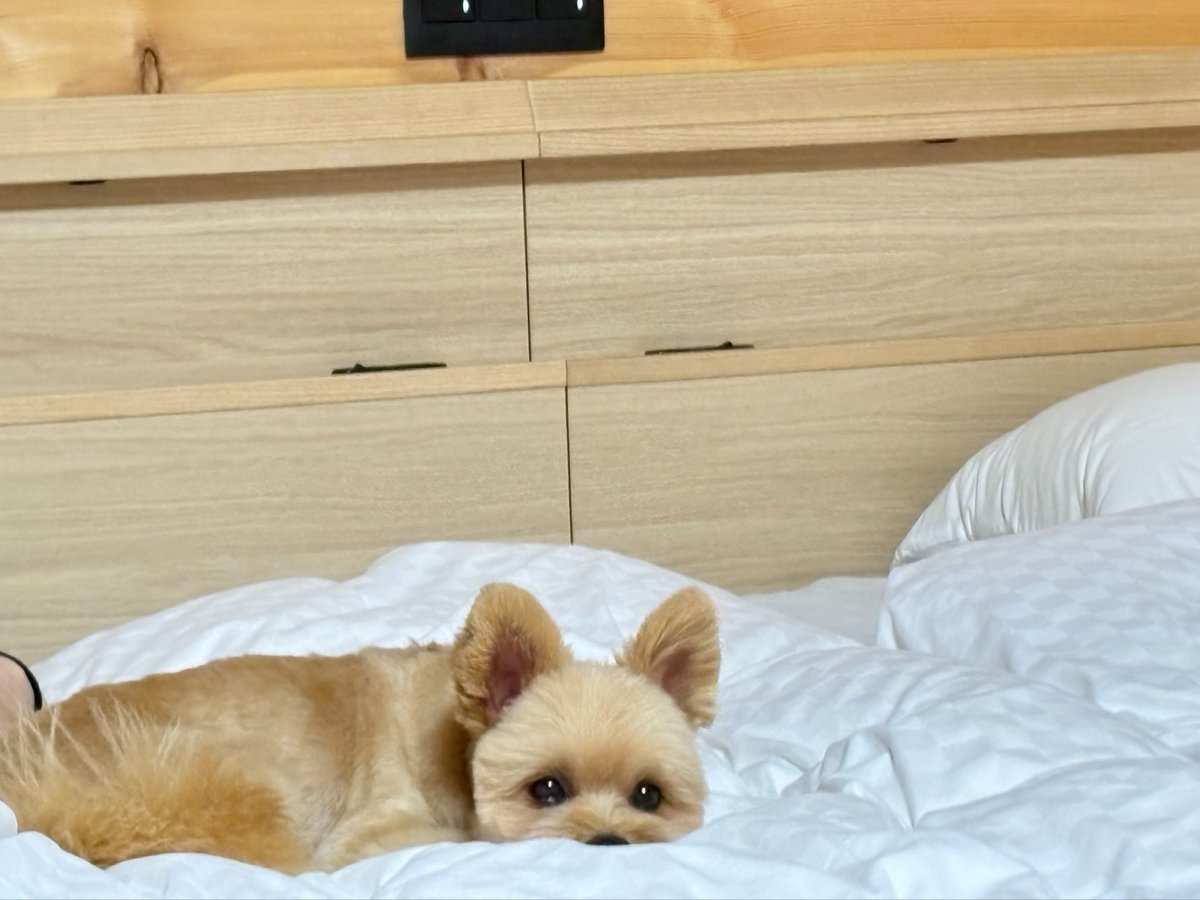 cuuchan_pomeki's tweet photo. 家族旅行🐶 https://t.co/Bzuz1BfUgz