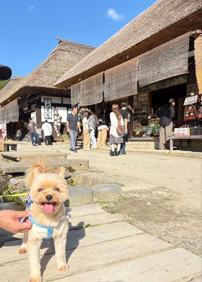 cuuchan_pomeki's tweet photo. 家族旅行🐶 https://t.co/Bzuz1BfUgz