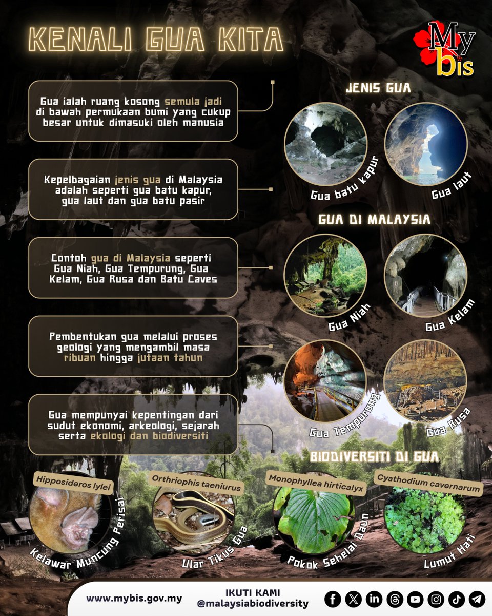 mybisgovmy's tweet photo. KENALI KEAJAIBAN GUA KITA, HABITAT FLORA DAN FAUNA!

Jika disebut tentang gua, mesti terlintas ia adalah suatu kawasan yang gelap dan menyeramkan! Akan tetapi, gua bukan sekadar ruang kosong yang sunyi, ia sebenarnya kaya dengan nilai sejarah, ekonomi serta ekologi dan biodiversiti.

Proses pembentukan gua tidak berlaku dalam beberapa bulan tetapi mengambil masa ribuan hingga jutaan tahun. Dari gua batu kapur hingga gua laut, setiap darinya menyimpan keunikan yang tersendiri!

Tag kawan yang anda nak ajak masuk gua sama-sama! 

Oops! Gua bukan semata-mata tempat untuk healing bila favourite team anda tiada skor je tau! 

Jom kenali alam kita dengan lebih mendalam! Layari https://t.co/koLVorqCTB atau ikuti @mybisgovmy  

#MyBIS #GuaMalaysia #Biodiversiti #AlamSekitar #CavingMalaysia