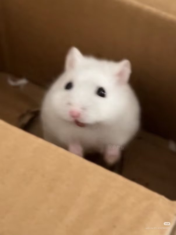 TweetsOfHamster tweet picture