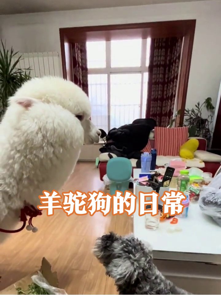 BrianaHamm0njo's tweet photo. My little furball is now a big fluffy buddy! Watching her grow from a tiny sleepy pup to this excited adventure partner in 6 months – pure joy.  #PetGrowth https://t.co/SZ0dRxXksZ